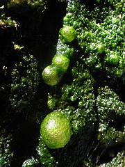 Green Algae Bubbles