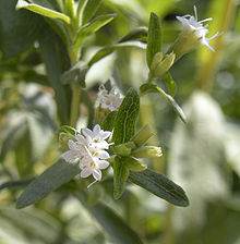 Stevia Flowers