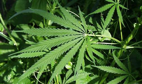 Marijuana (Cannabis) Plant
