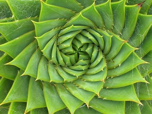 Aloe Polyphylla - Green Aloe Vera Plant