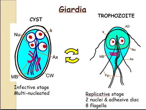 Giardia Parasite Illustration
