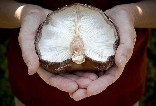 Woman Holding a Large Shitake Mushroom