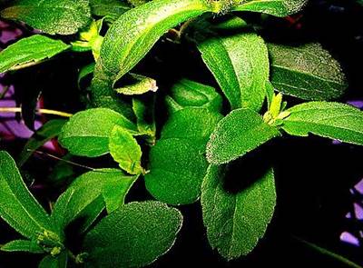 Stevia Plant Foliage