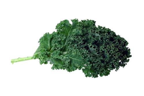A Kale Leaf