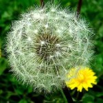 Reclassifying the Dandelion: From Weed to Powerful Healer