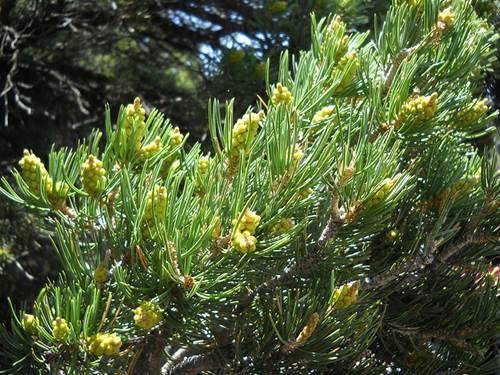 Pinyon Pine Tree