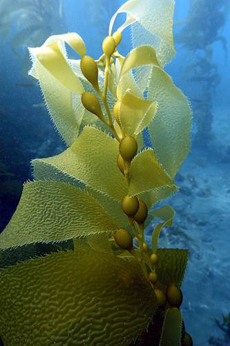 Kelp of Cat Rock, Anacapa Island
