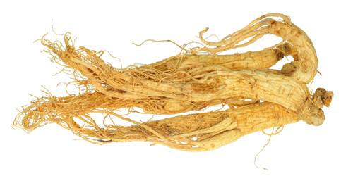 The Root of a Ginseng (Panax ginseng) Plant