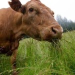 Grass Fed Beef: What’s The Big Deal?