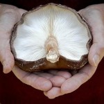Make Room for Mushrooms, The Elixir of Life