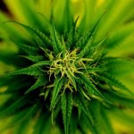 Is Marijuana A “Drug” or Simply a Plant