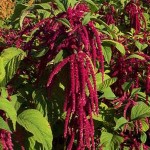 Amaranth: The Carb for Weight-Loss and Complete Nutrition
