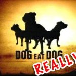 Stop Letting Your Dog Eat Dog Meat!